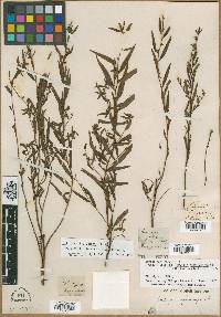 Ludwigia sphaerocarpa image