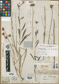 Marshallia angustifolia image