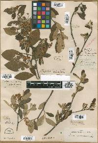 Mespilus arbutifolia var. erythrocarpa image