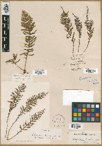 Polypodium tamariscinum image