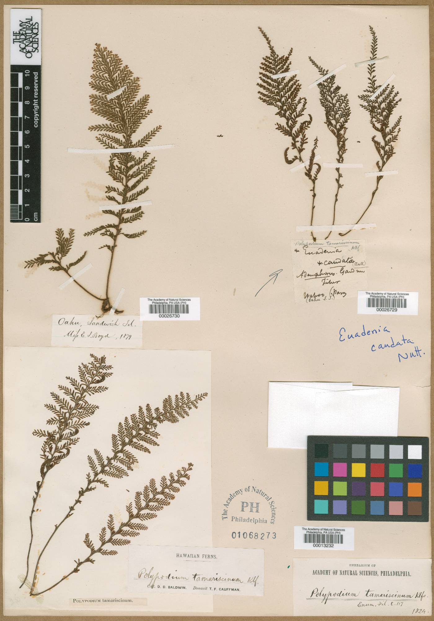 Polypodium tamariscinum image