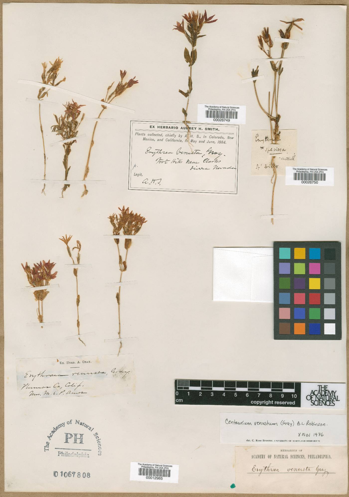 Erythraea venusta image