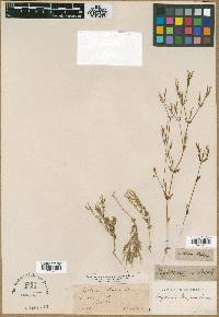 Centaurium pulchellum subsp. meyeri image