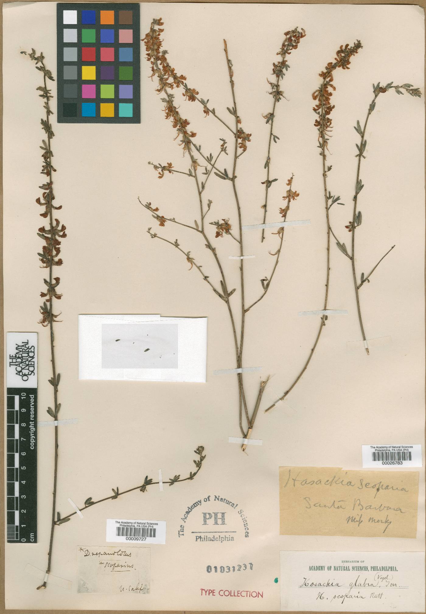 Drepanolobus scoparius image