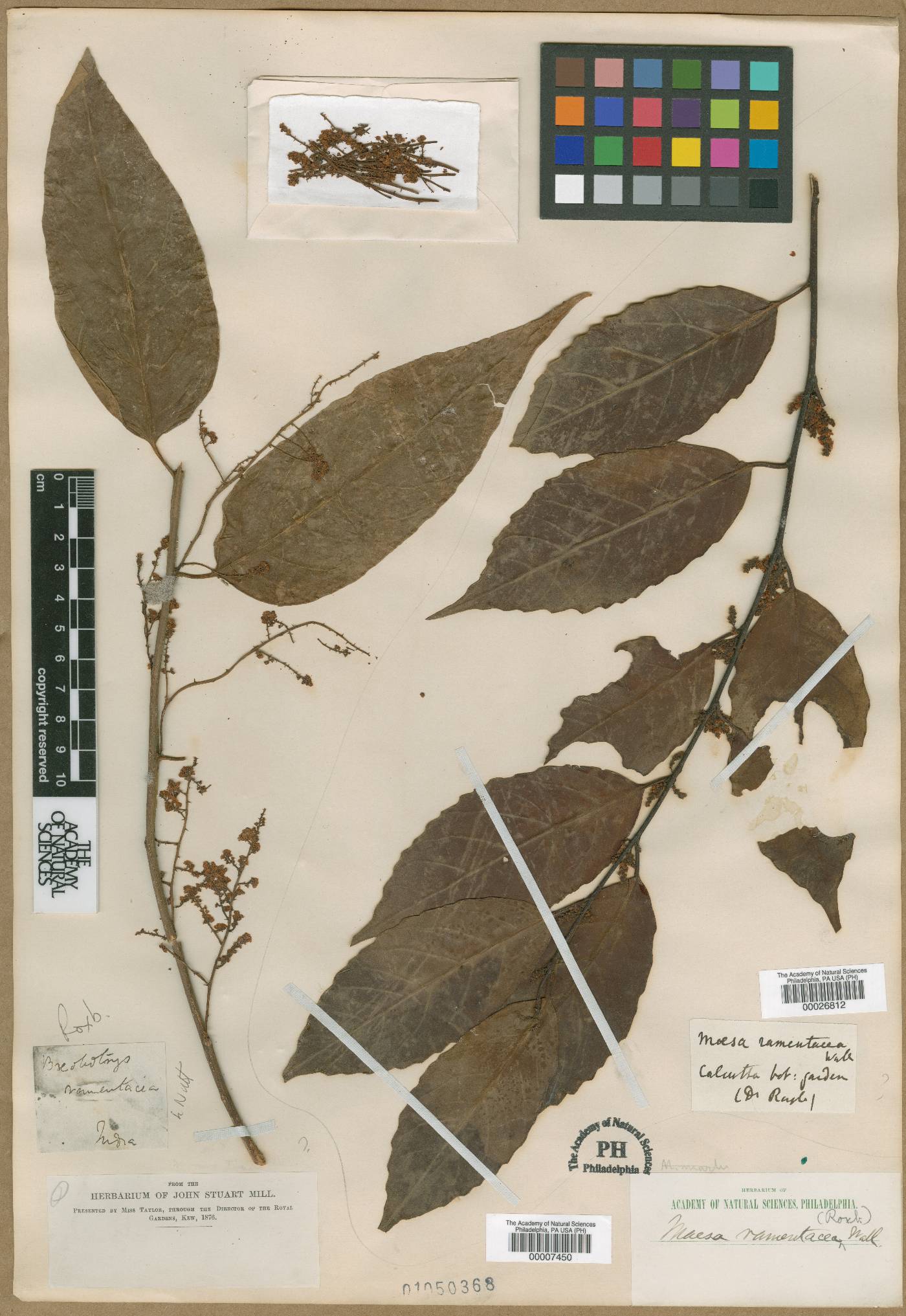 Maesa ramentacea image