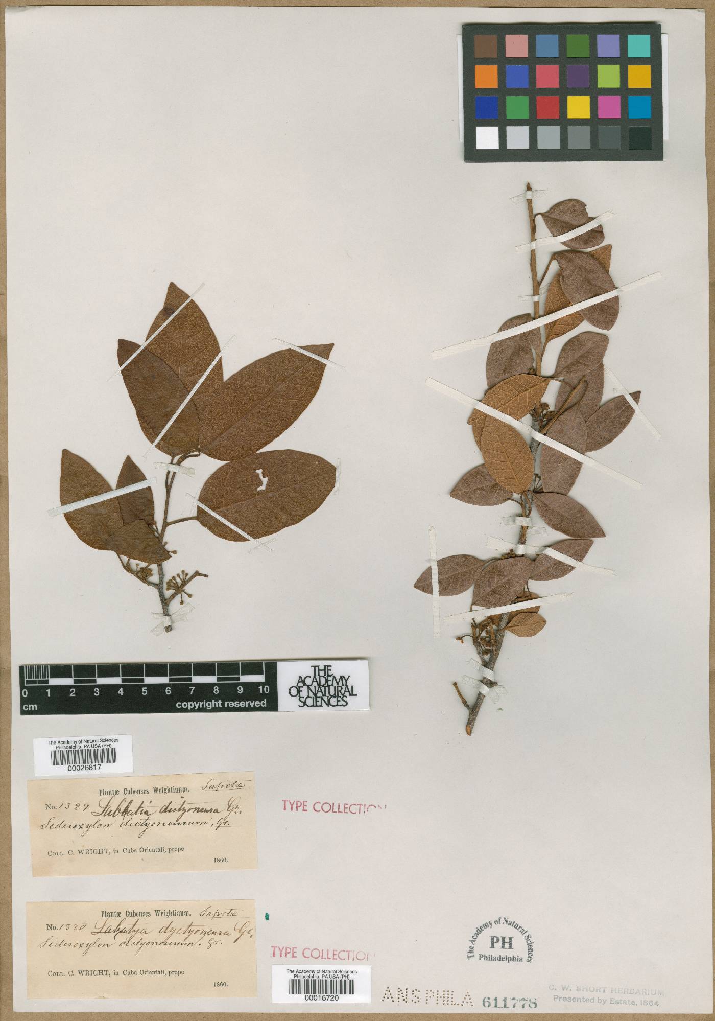 Planchonella lauracea image