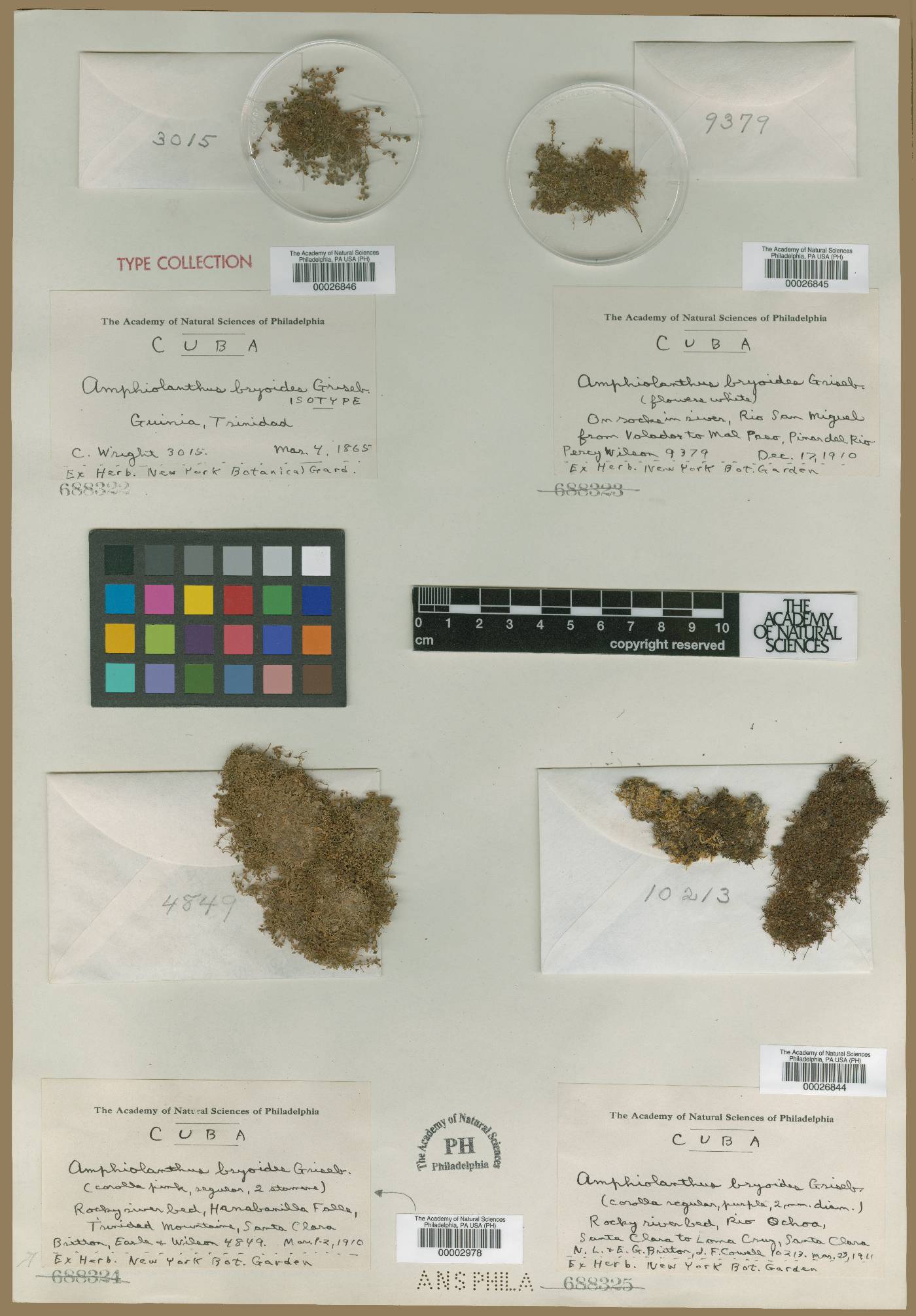 Micranthemum bryoides image