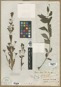 Ophiorrhiza ovalifolia image