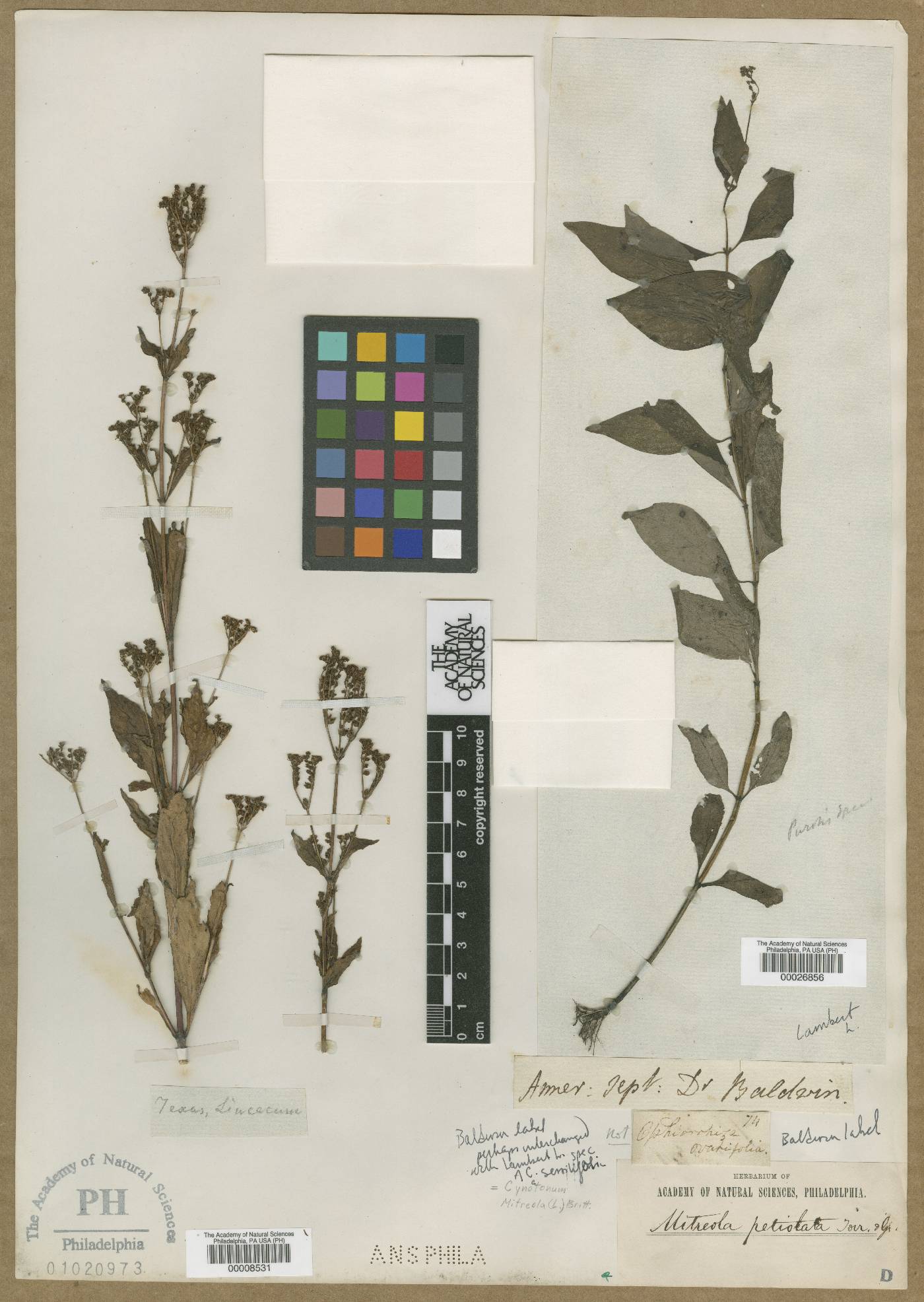 Ophiorrhiza ovalifolia image