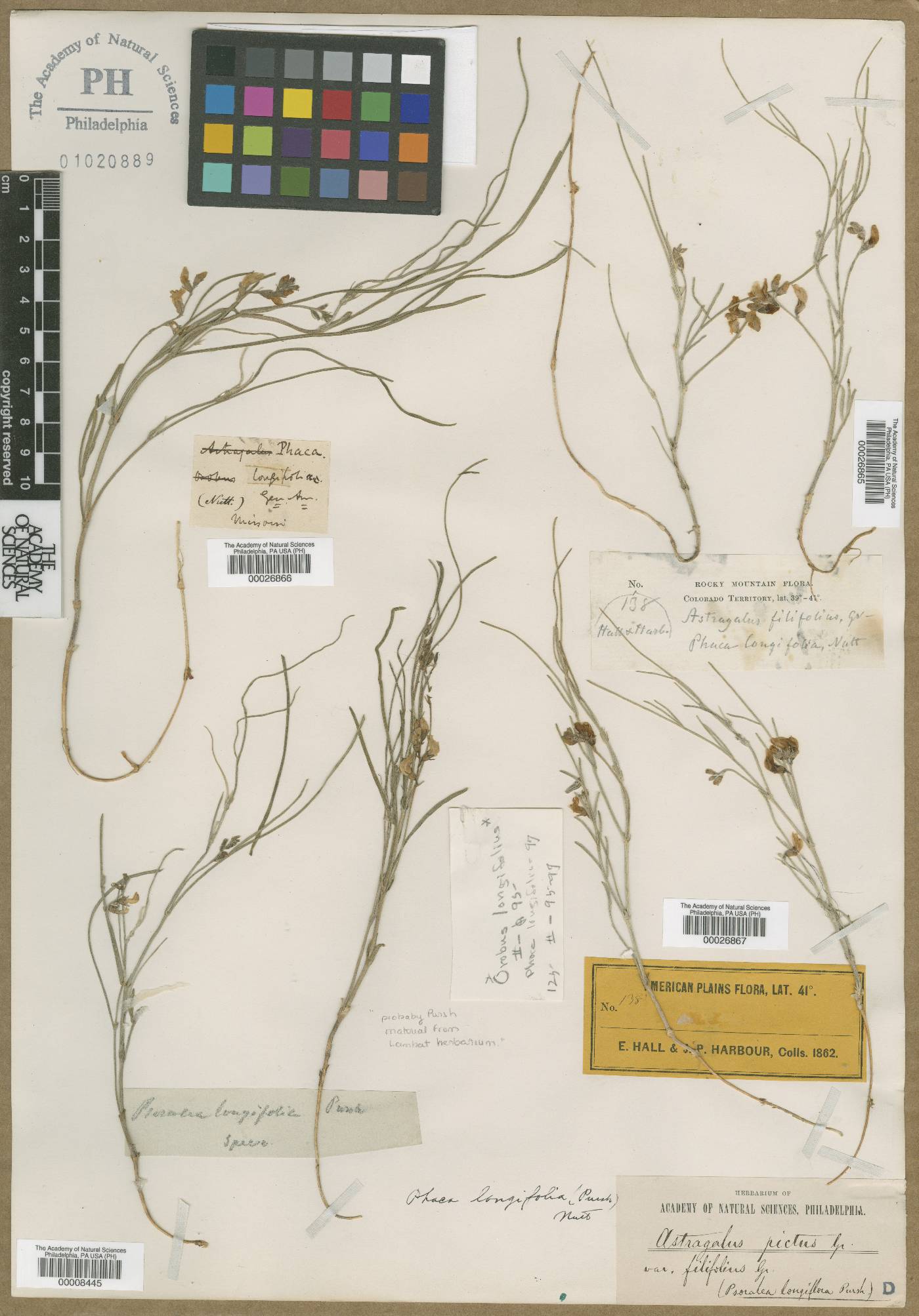 Astragalus ceramicus var. filifolius image