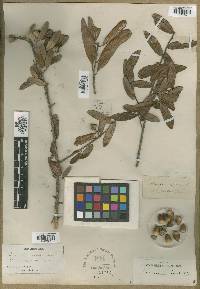 Quercus virens image