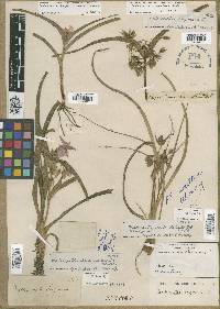 Tradescantia virginica image