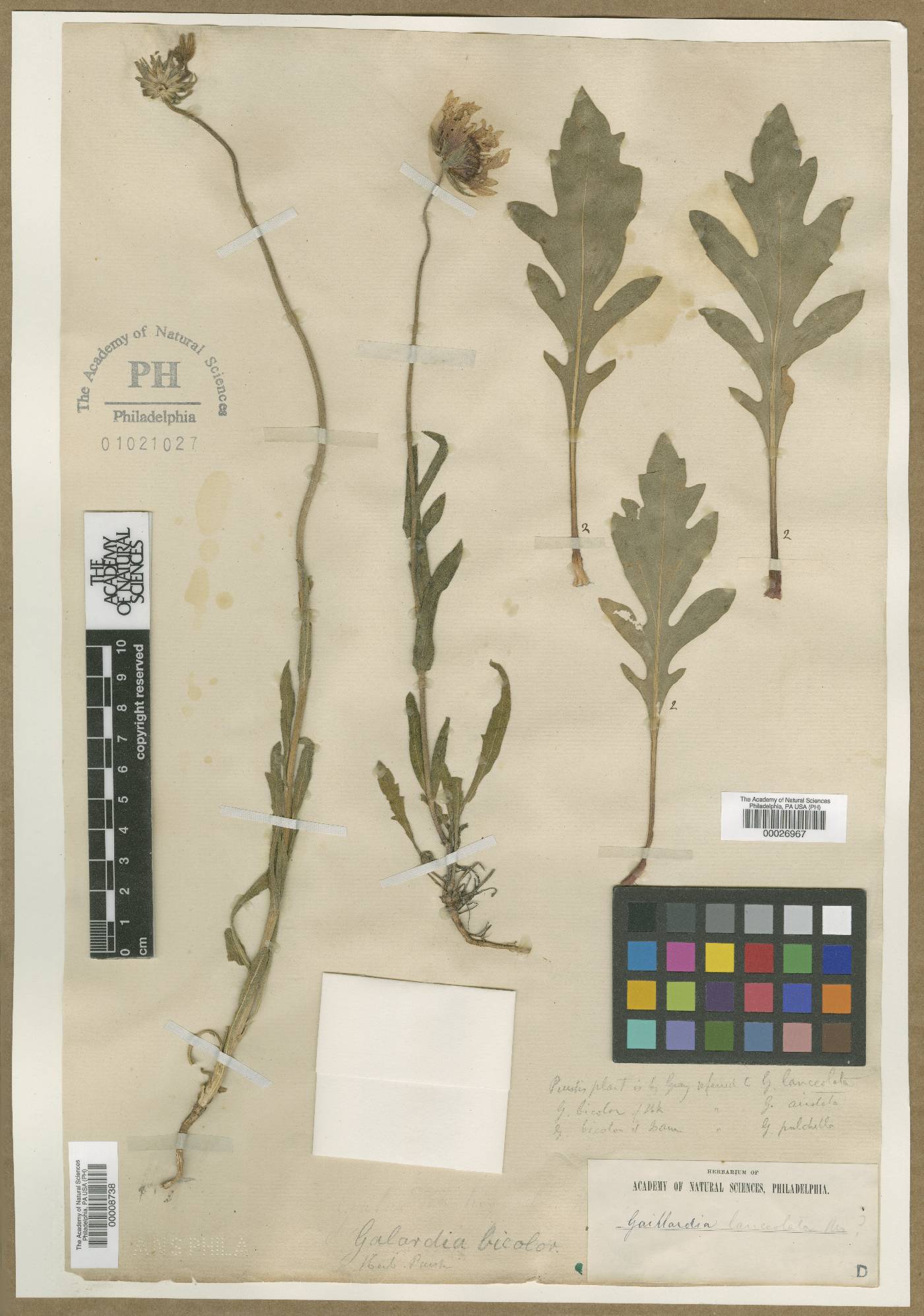 Gaillardia bicolor image