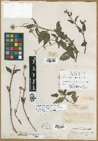 Image of Acmella occidentalis