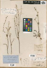 Eriogonum roseum image