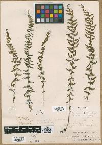 Asplenium macraei image