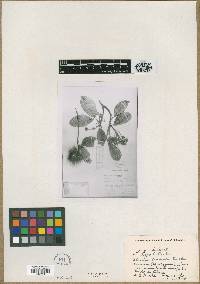 Image of Sloanea nitida