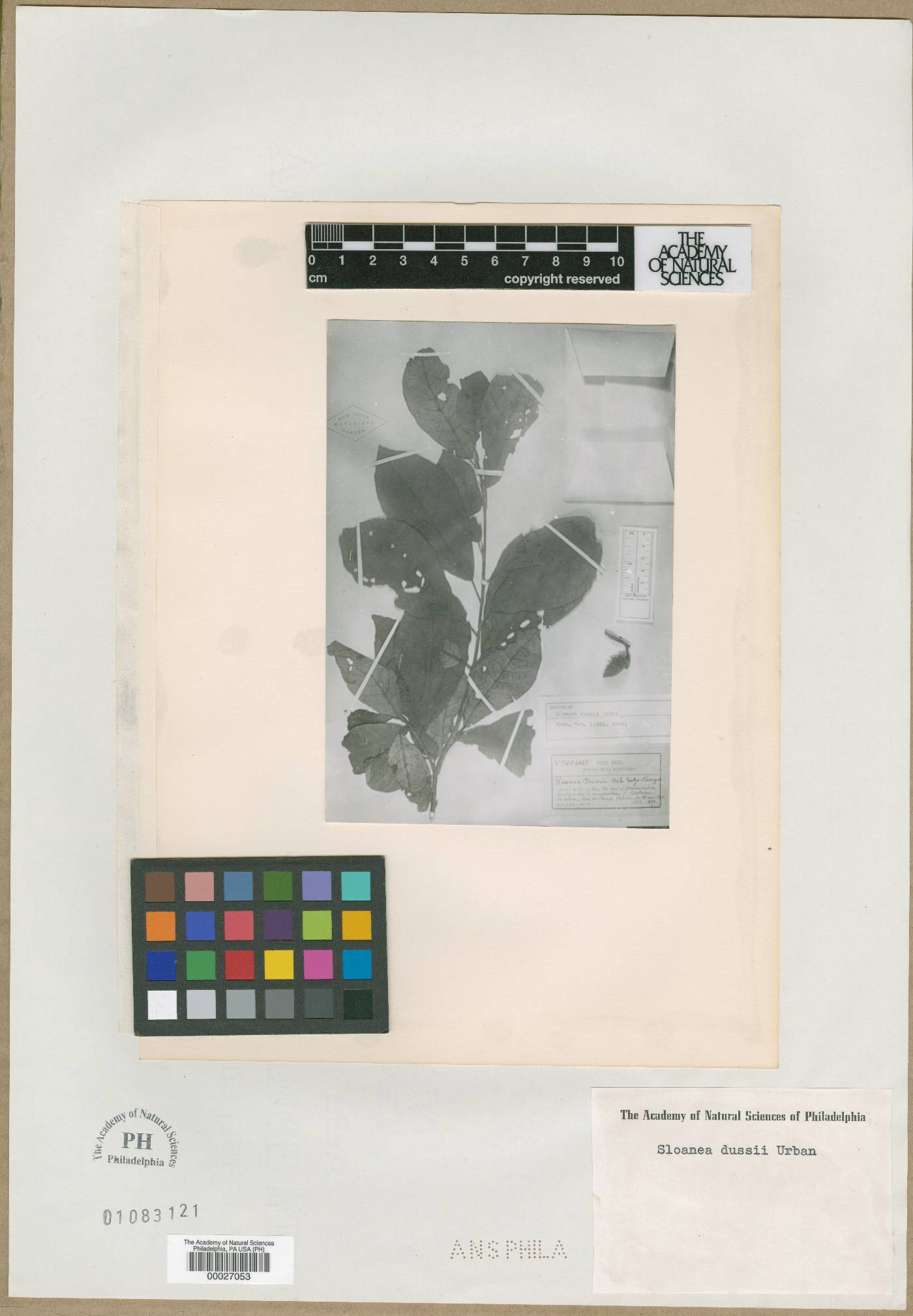 Sloanea dussii image