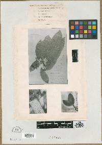 Sloanea longipes image