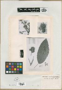 Sloanea macrophylla image