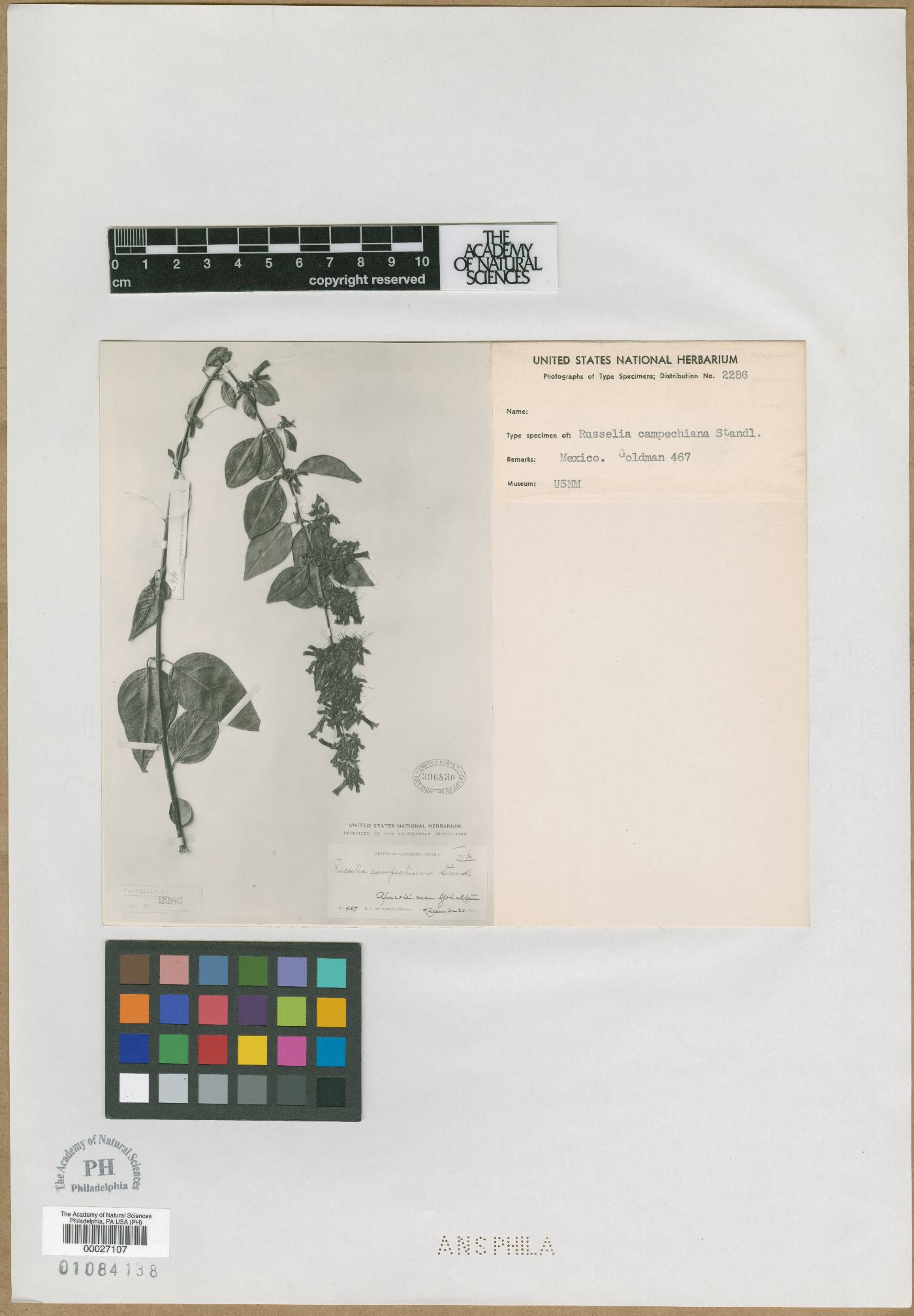 Russelia campechiana image