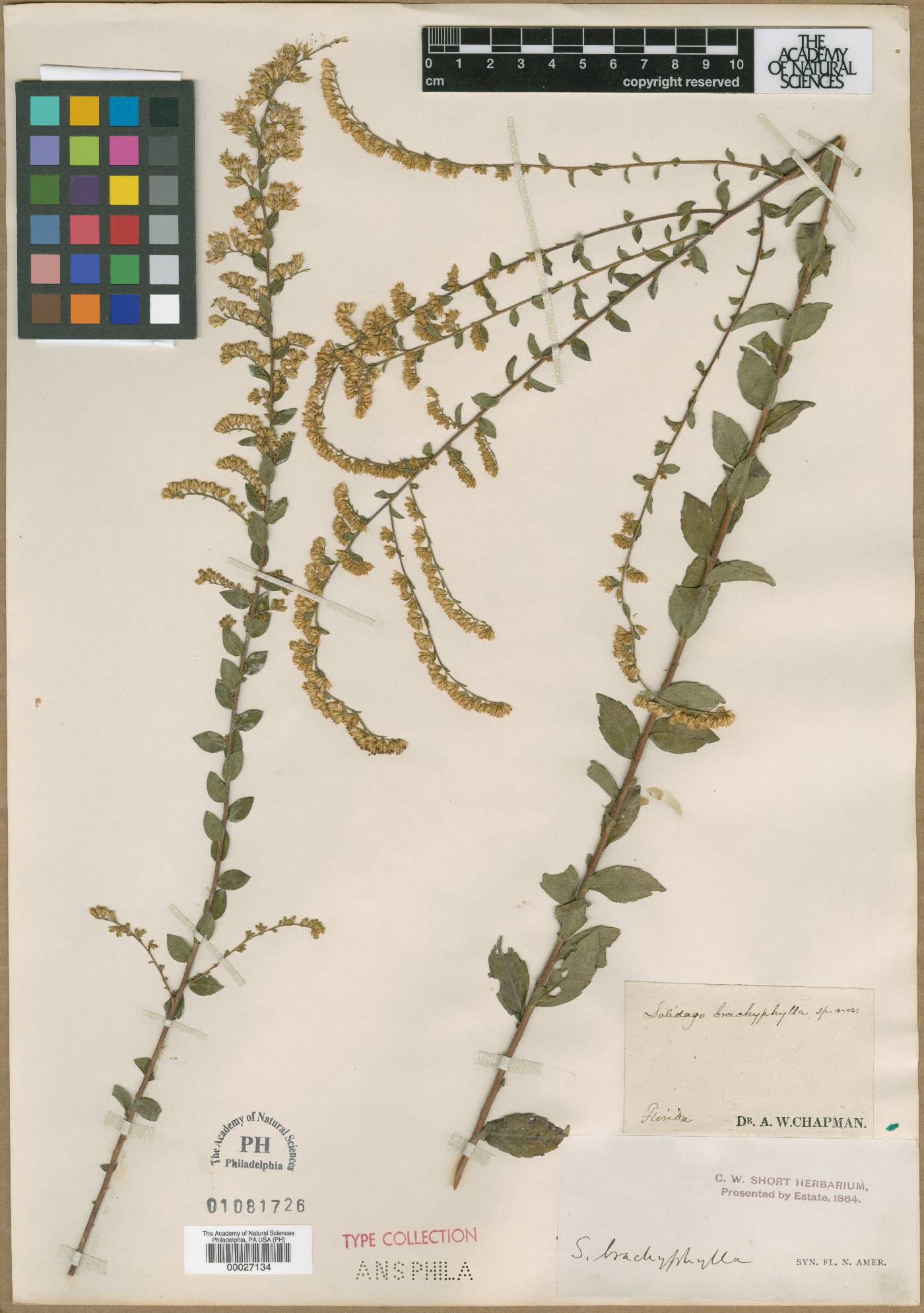 Solidago brachyphylla image