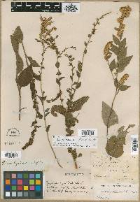 Solidago sphacelata image