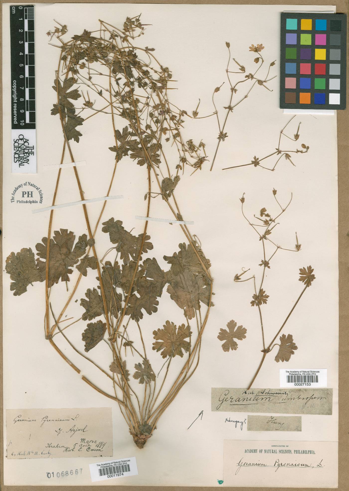 Geranium pyrenaicum image