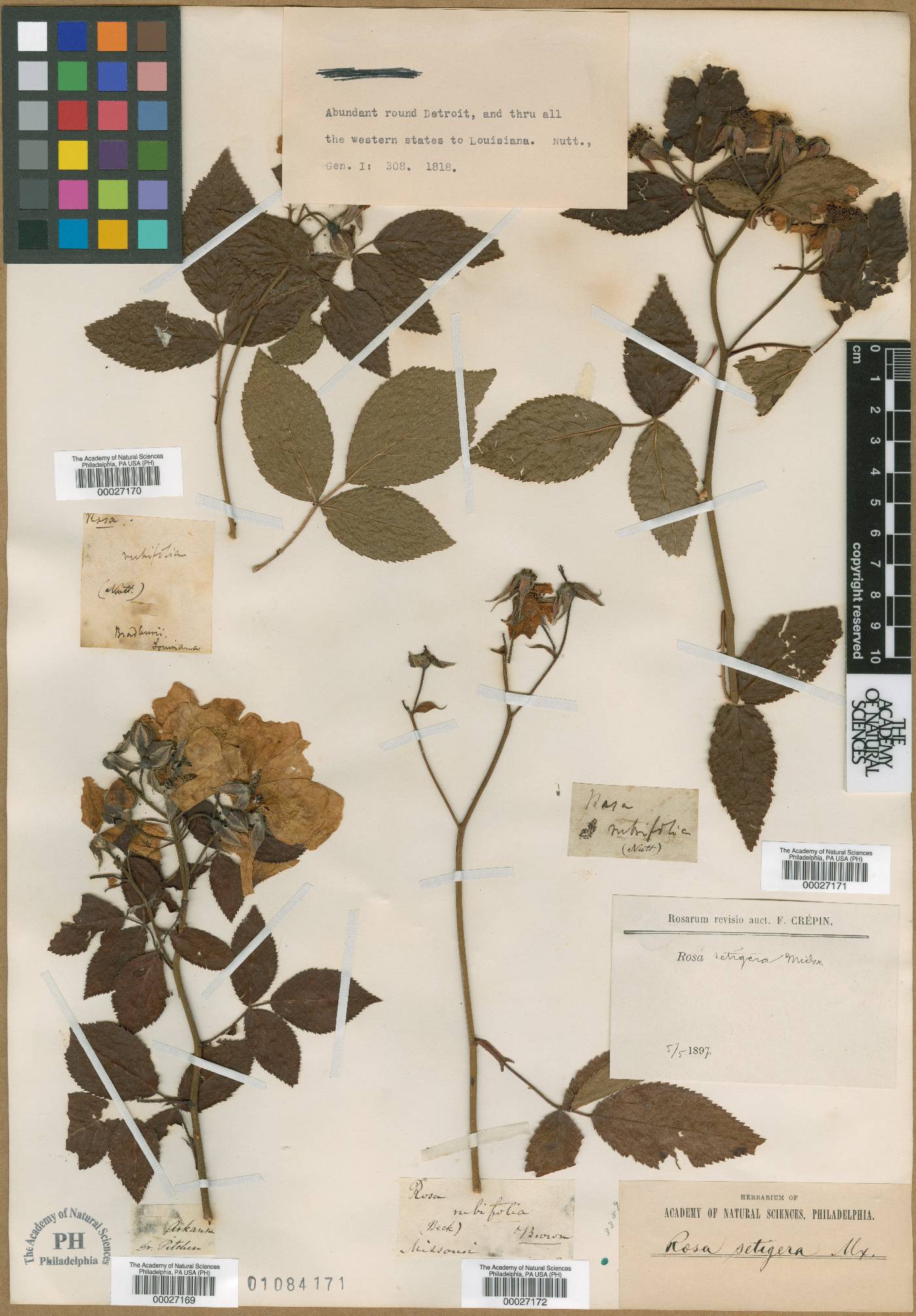 Rosa rubrifolia image