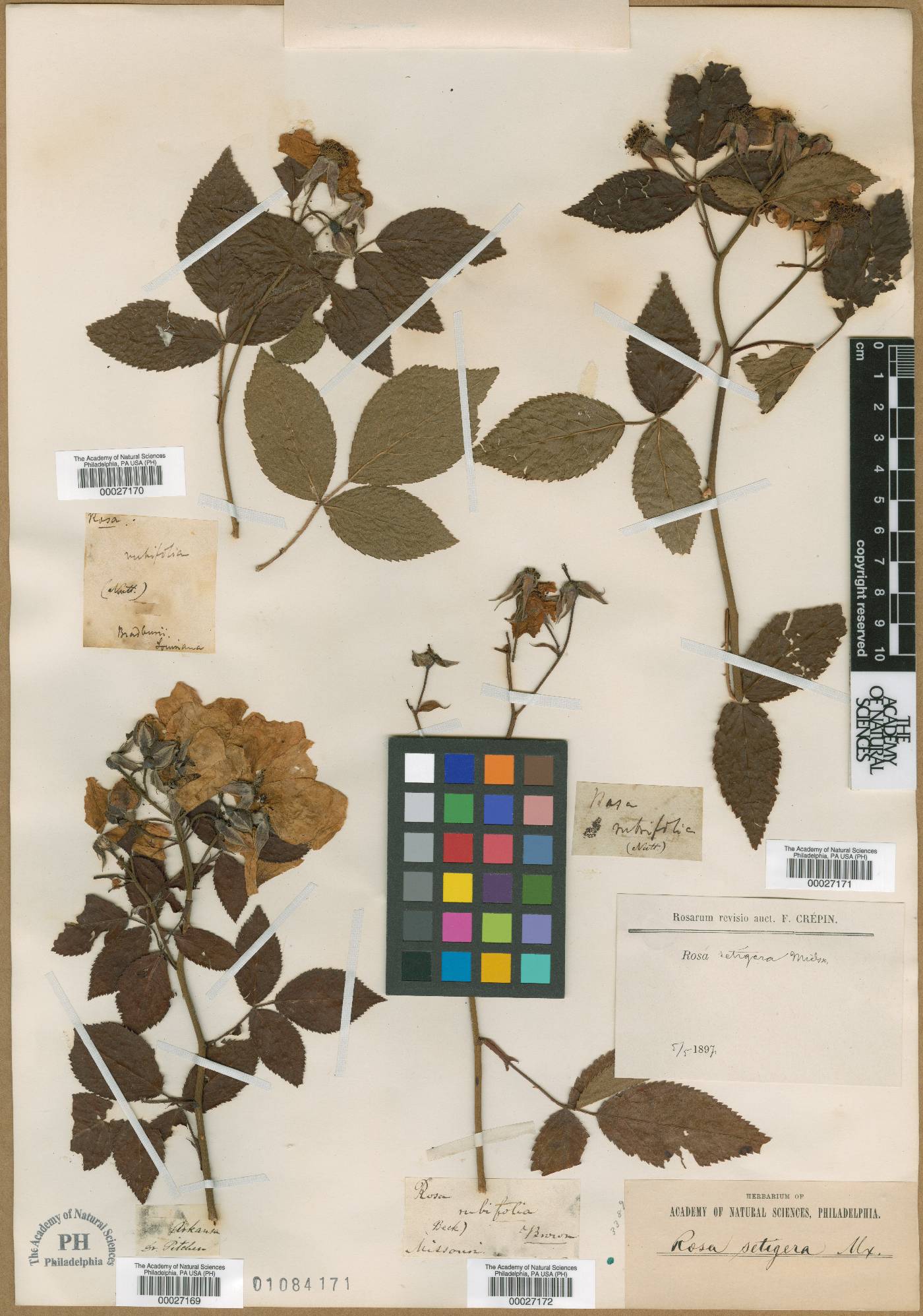 Rosa rubrifolia image
