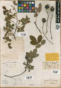 Rosa spaldingii image