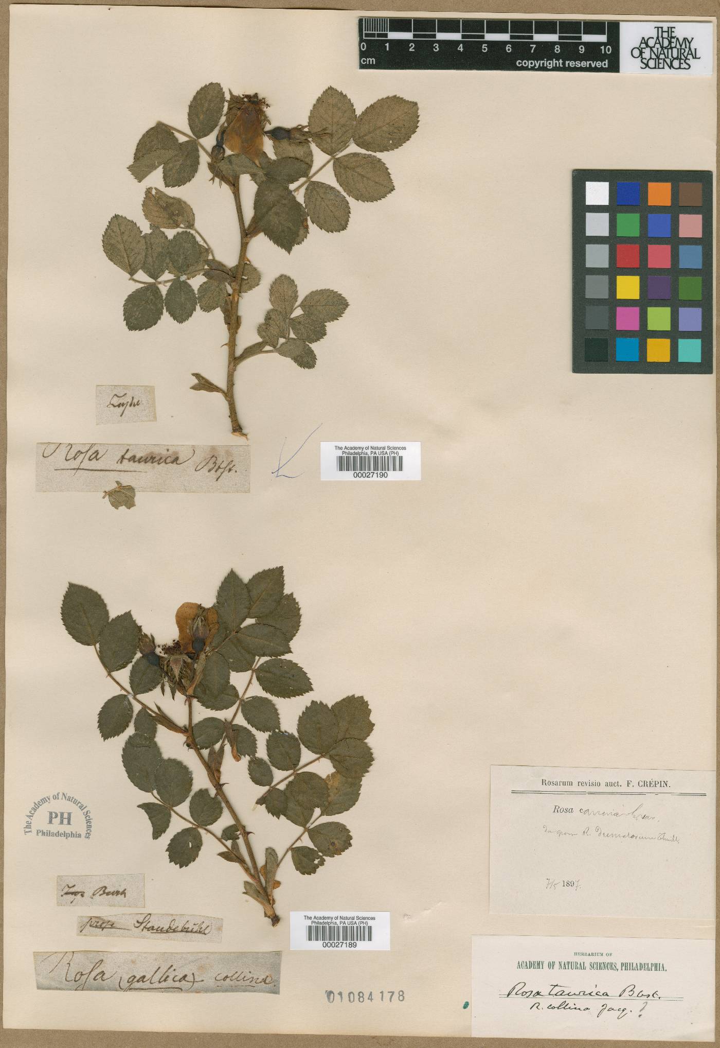 Rosa corymbifera image