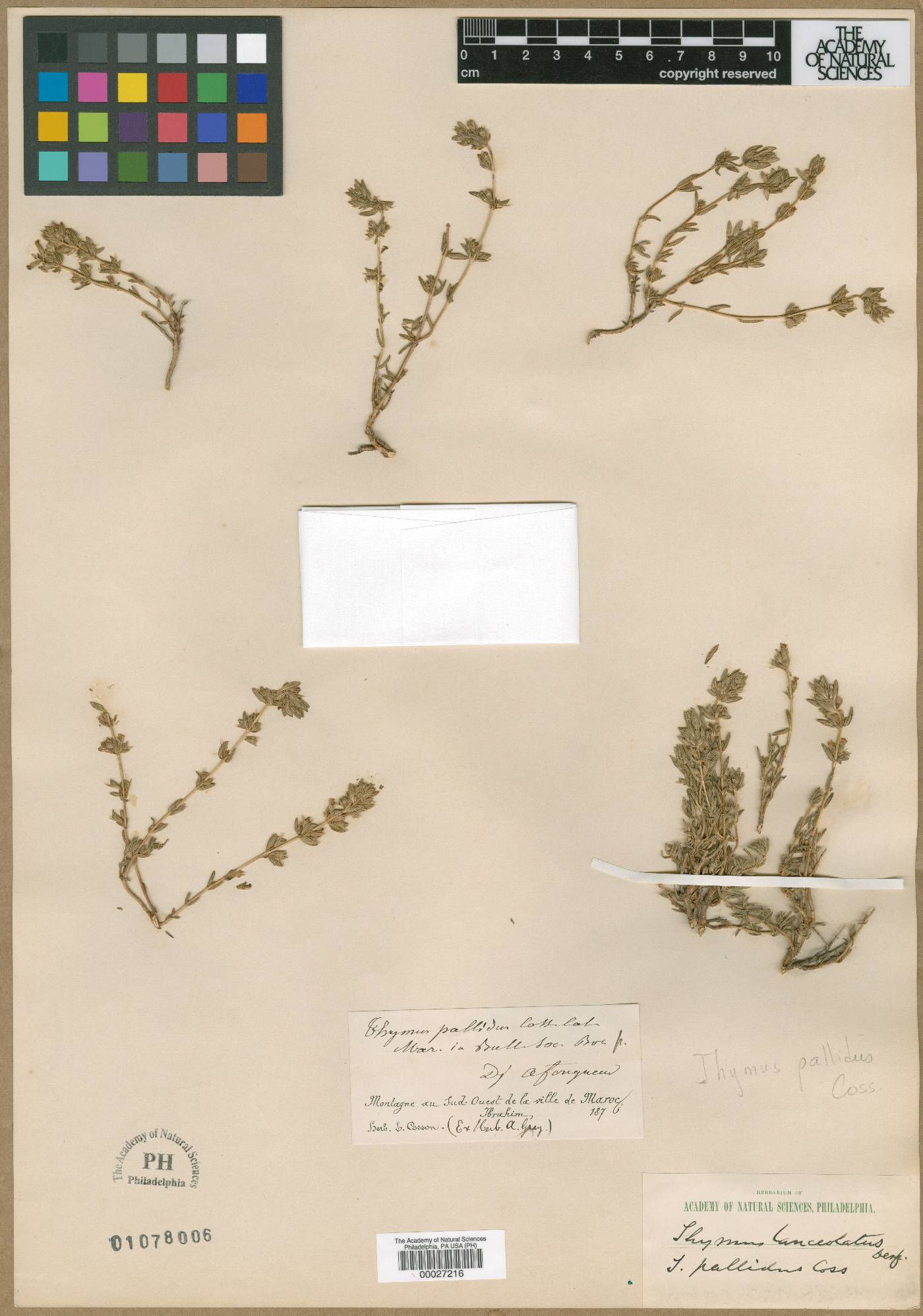 Thymus pallidus image