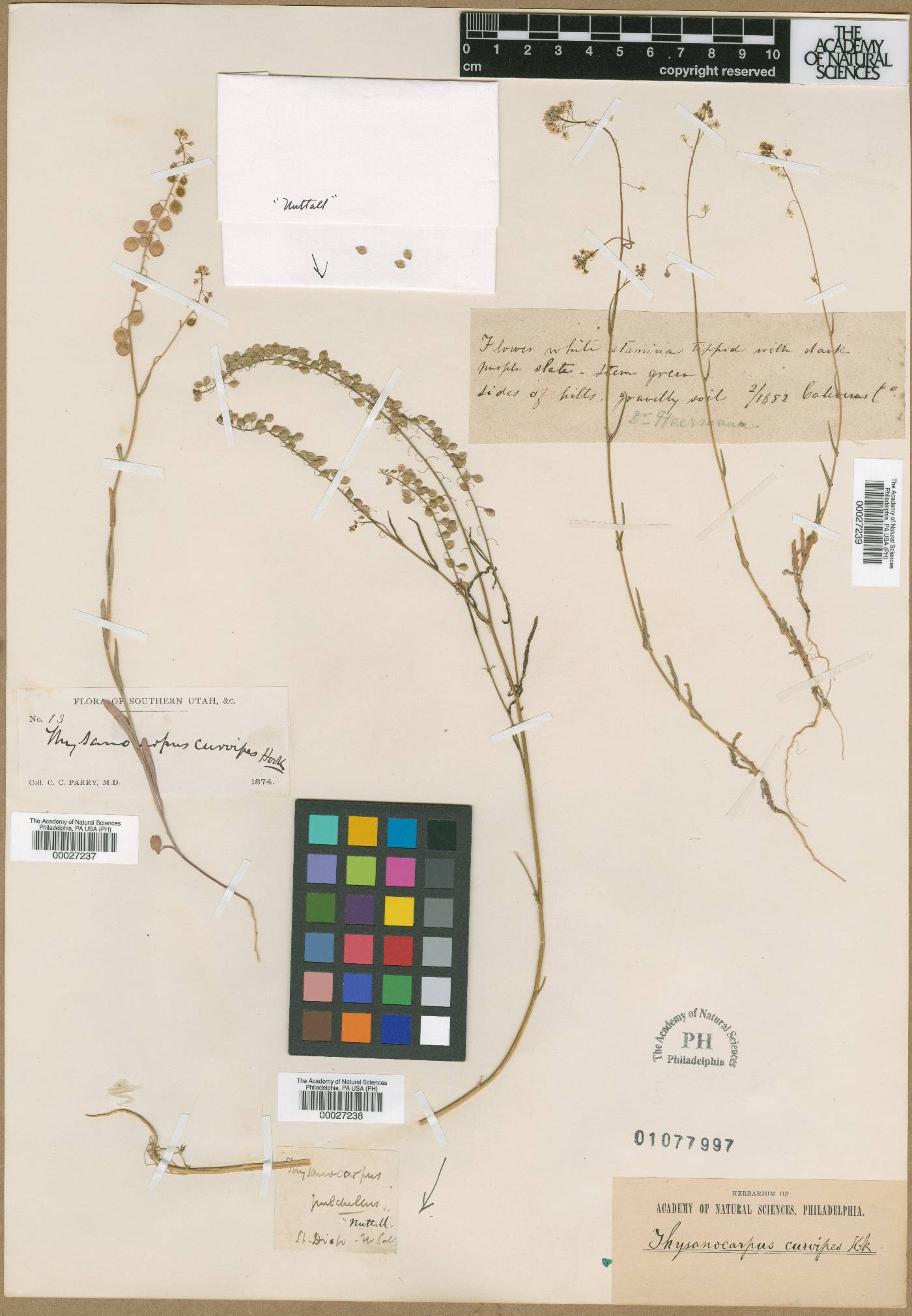 Thysanocarpus pulchellus image