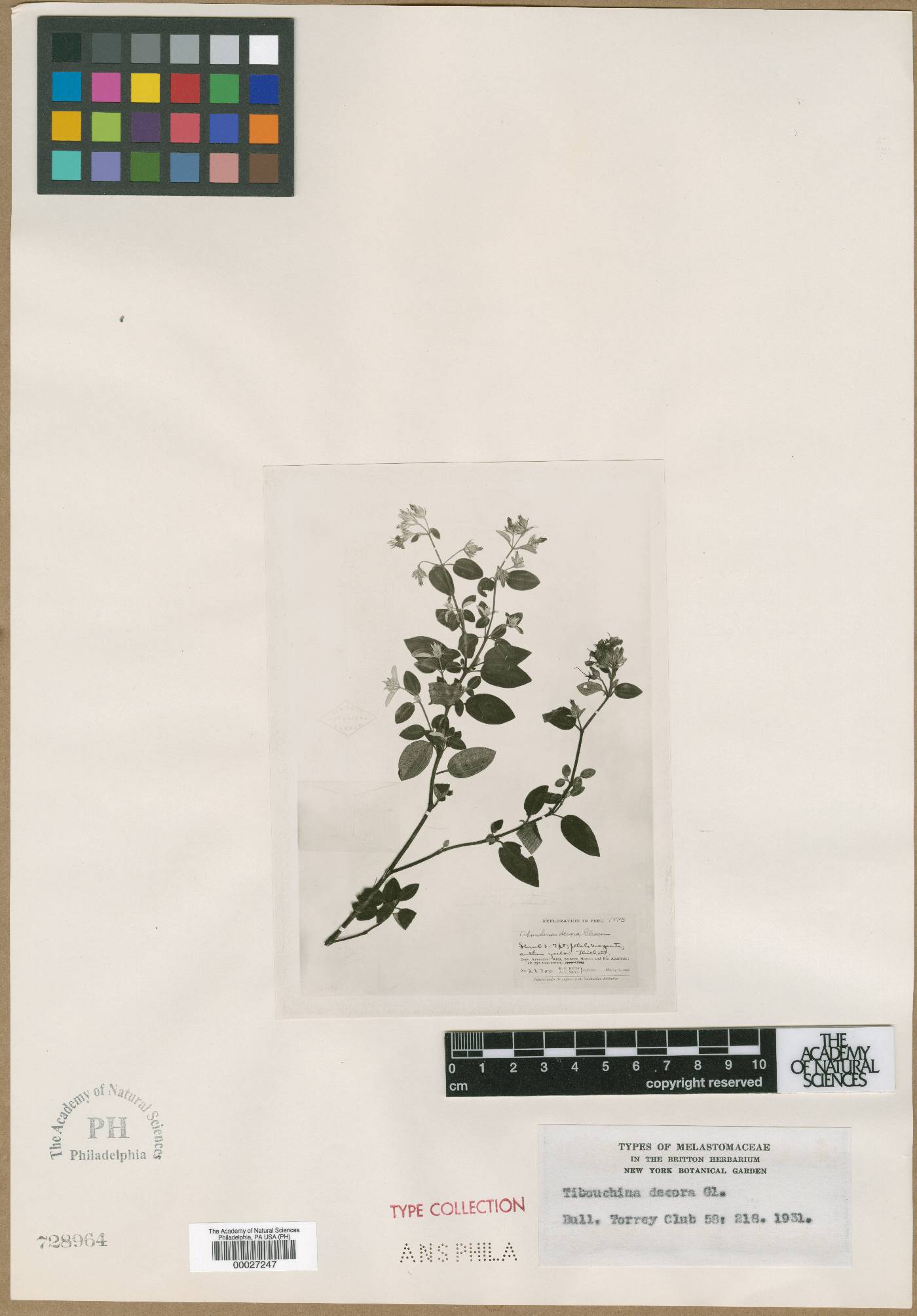 Chaetogastra decora image