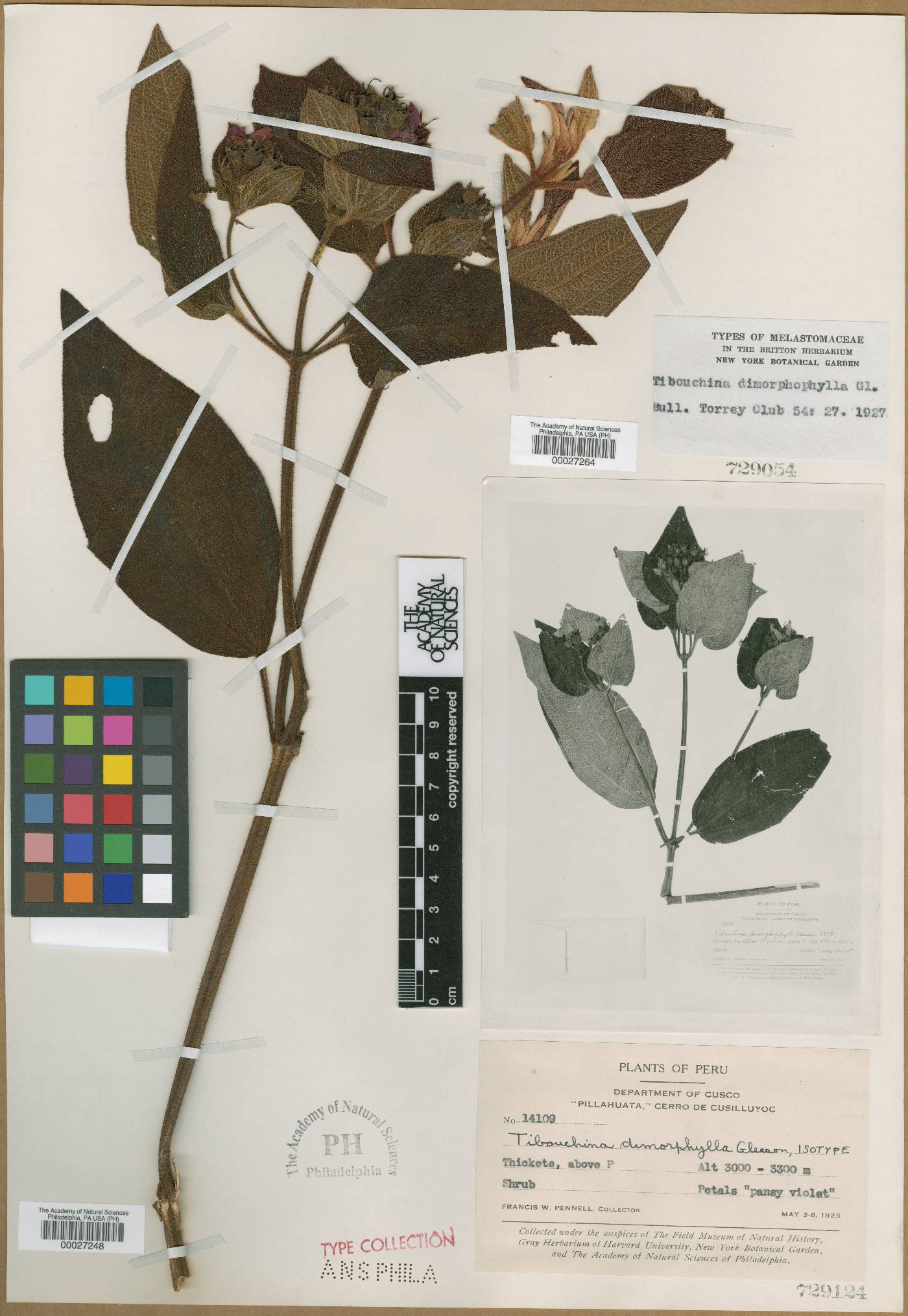 Tibouchina dimorphylla image