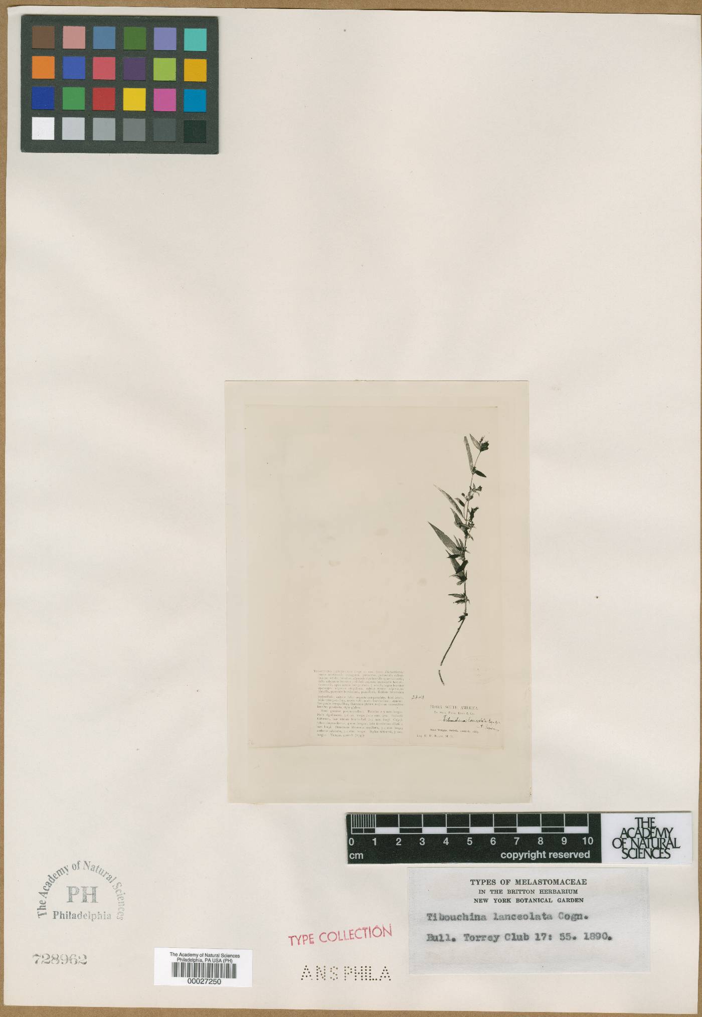 Chaetogastra pauciflora image