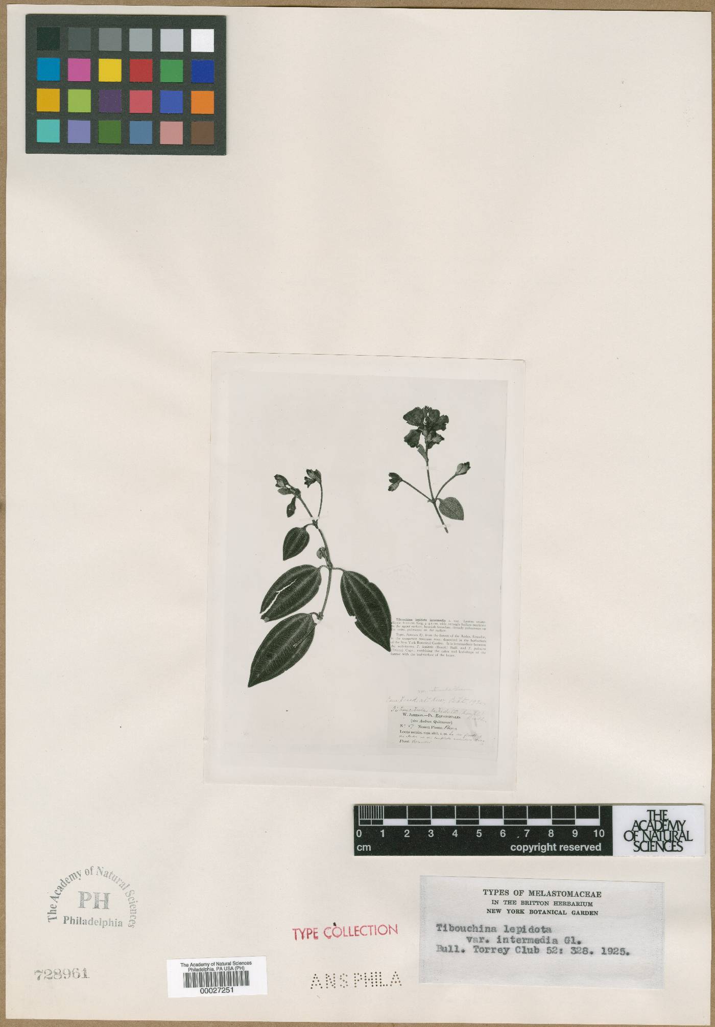 Andesanthus gleasonianus image