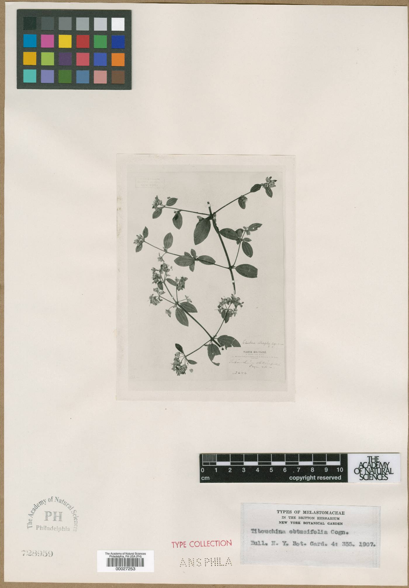 Chaetogastra obtusifolia image