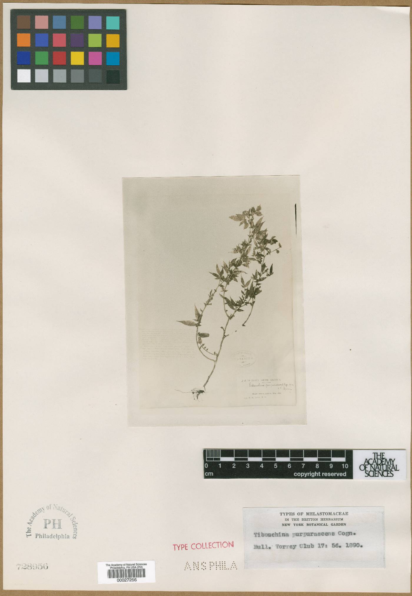 Chaetogastra purpurascens image