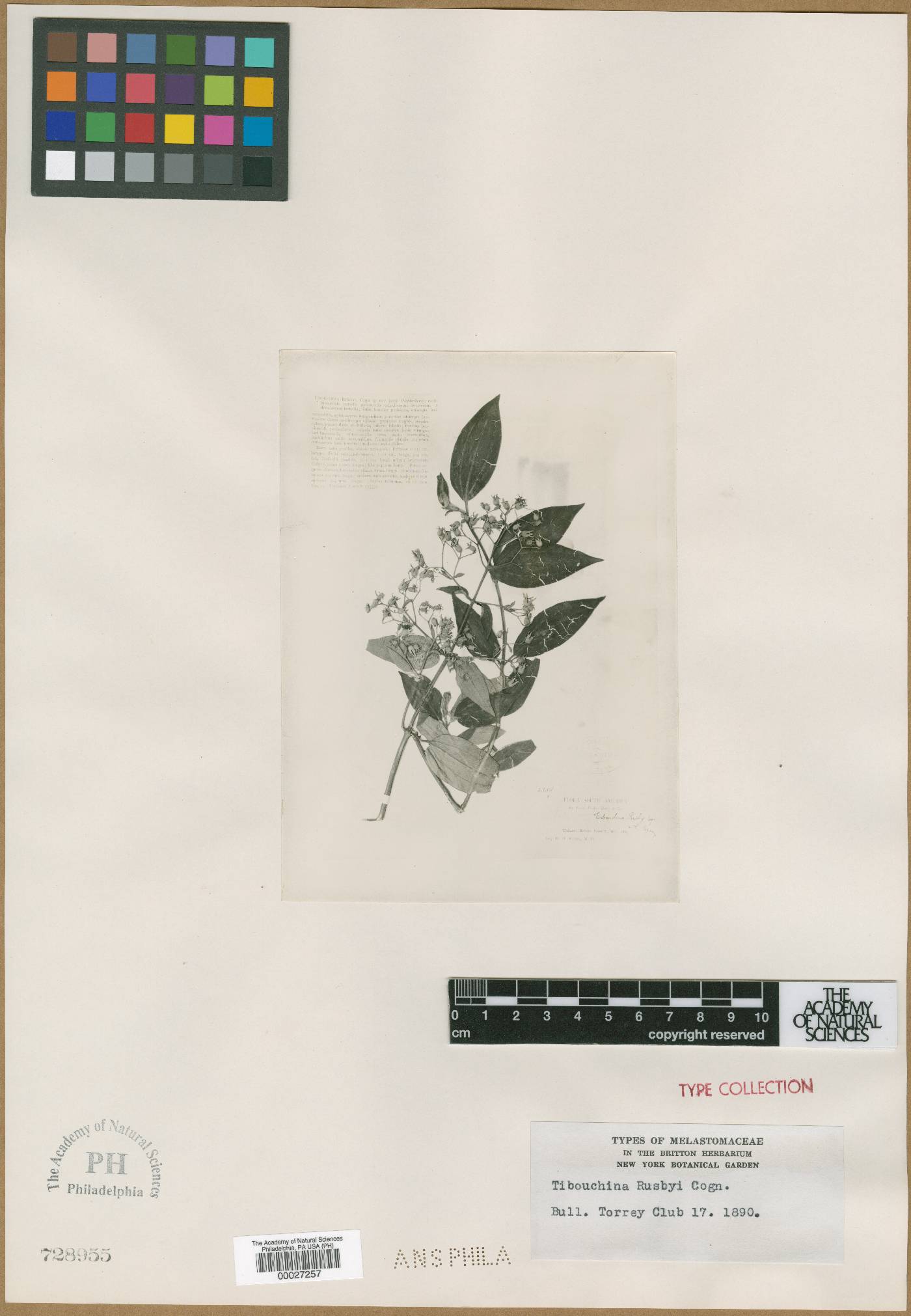 Chaetogastra rusbyi image