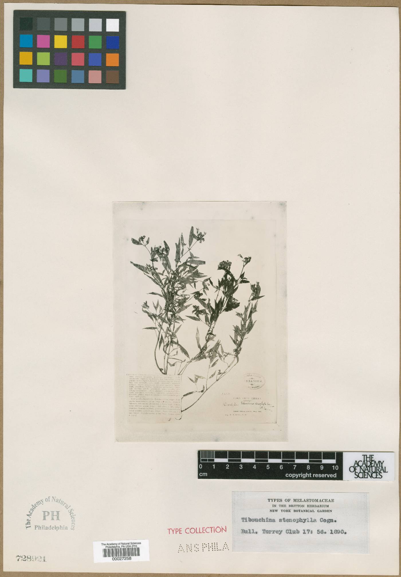 Chaetogastra stenophylla image
