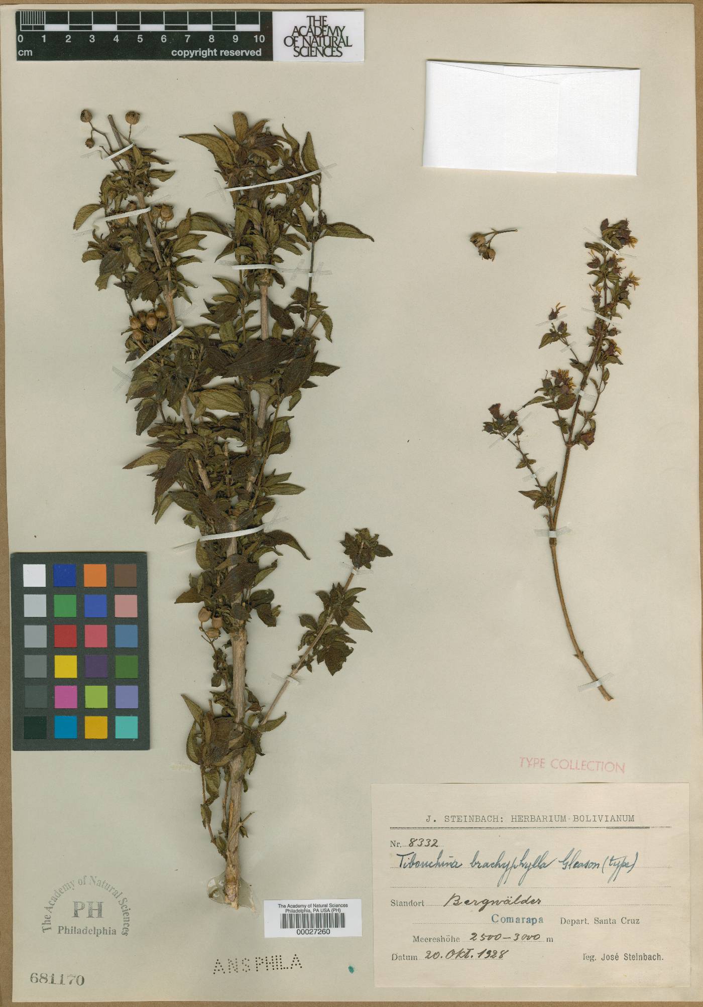 Chaetogastra brachyphylla image