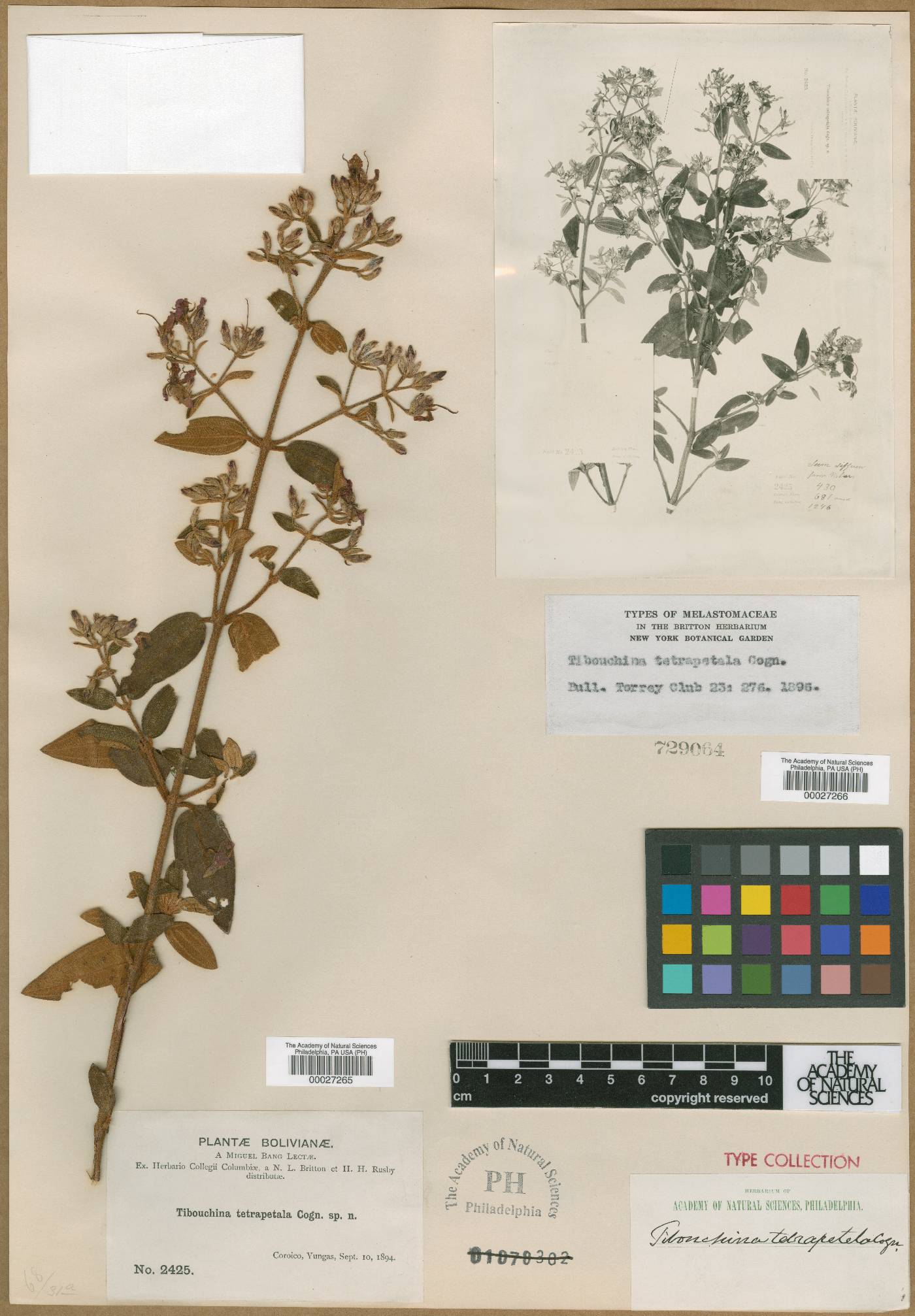 Chaetogastra tetrapetala image