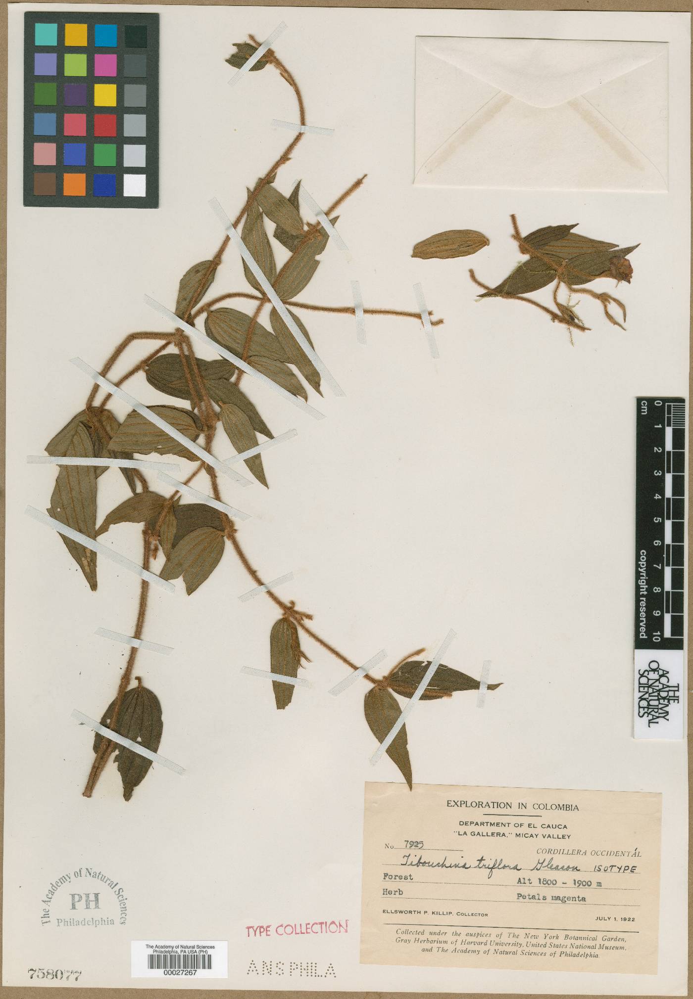Chaetogastra triflora image
