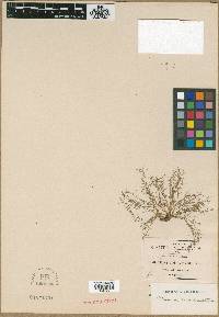 Crassula viridis image