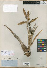 Tillandsia fasciculata image