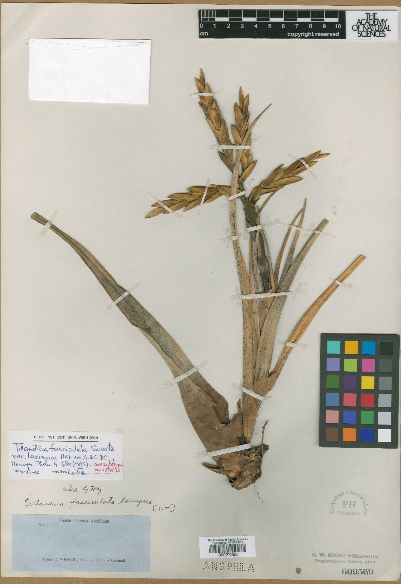 Tillandsia fasciculata var. laxispica image