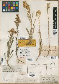 Solidago missouriensis var. missouriensis image