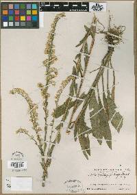 Solidago perlonga image